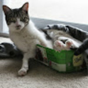 Meet your Posher, Jodi